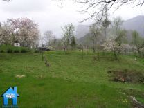 Z295 picture