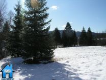 Z305 picture