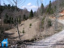 Z491 picture