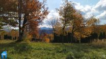Z597 picture