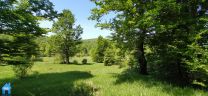 Z961 picture
